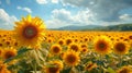 Beautiful sunflower field