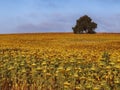 Beautiful sunflower field in the countryside with a lonely tree in the background Royalty Free Stock Photo