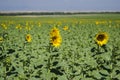 Beautiful Sunflower field in Denver by Airport Royalty Free Stock Photo