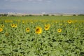 Beautiful Sunflower field in Denver by Airport Royalty Free Stock Photo