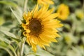 A Beautiful Sunflower in a field facing the sun Royalty Free Stock Photo