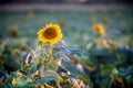 Beautiful sunflower field Royalty Free Stock Photo