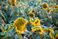 Beautiful sunflower field Royalty Free Stock Photo