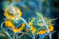 Beautiful sunflower field Royalty Free Stock Photo