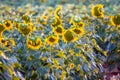 Beautiful sunflower field Royalty Free Stock Photo