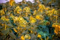 Beautiful sunflower field Royalty Free Stock Photo