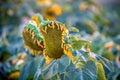 Beautiful sunflower field Royalty Free Stock Photo