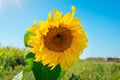 Beautiful sunflower in the field during flowering. The bumblebee sits on a blooming sunflower and thereby pollinates the flowers. Royalty Free Stock Photo