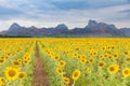 Beautiful sunflower field full bloom with mountain background Royalty Free Stock Photo