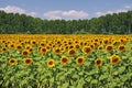 Beautiful Sunflower Field Royalty Free Stock Photo