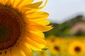 A beautiful sunflower field near Valensole Royalty Free Stock Photo