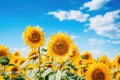 Beautiful sunflower field over cloudy blue sky, natural background, Field of blooming sunflowers on a background blue sky, AI Royalty Free Stock Photo