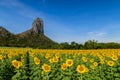 Beautiful sunflower field on summer with blue sky and big mountain Royalty Free Stock Photo