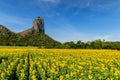 Beautiful sunflower field on summer with blue sky  at Lop buri province Royalty Free Stock Photo