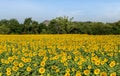 Beautiful sunflower field on summer with blue sky  at Lop buri Royalty Free Stock Photo