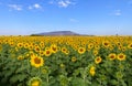 Beautiful sunflower  field on summer with blue sky Royalty Free Stock Photo