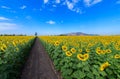 Beautiful sunflower  field on summer with blue sky Royalty Free Stock Photo