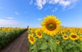 Beautiful sunflower  field on summer with blue sky Royalty Free Stock Photo