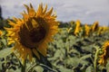 Beautiful sunflower in a field in summer close-up against the sky Royalty Free Stock Photo