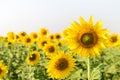 Beautiful sunflower field on summer with white sky Royalty Free Stock Photo
