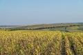 Beautiful sunflower field on a sunny summer day. Sunflower field with a beautiful sky. Organic sunflower field Royalty Free Stock Photo