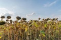 Beautiful sunflower field on a sunny summer day. Sunflower field with a beautiful sky. Organic sunflower field Royalty Free Stock Photo