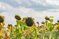 Beautiful sunflower field on a sunny summer day. Sunflower field with a beautiful sky. Organic sunflower field Royalty Free Stock Photo