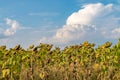 Beautiful sunflower field on a sunny summer day. Sunflower field with a beautiful sky. Organic sunflower field Royalty Free Stock Photo