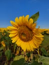 Beautiful sunflower in the field at sunrise Royalty Free Stock Photo