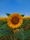 Beautiful sunflower in the field at sunset Royalty Free Stock Photo