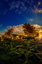 Beautiful sunflower field at sunset shot againt a dramatic sky w Royalty Free Stock Photo