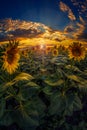 Beautiful sunflower field at sunset shot againt a dramatic sky w Royalty Free Stock Photo