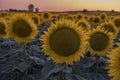 Beautiful sunflower field at sunset or sunrise in Uluru, Mutitjulu, Australia