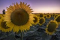 Beautiful sunflower field at sunset or sunrise in Uluru, Mutitjulu, Australia