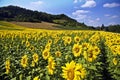 Beautiful sunflower field surrounded by trees and hills under the sunlight and a blue sky Royalty Free Stock Photo