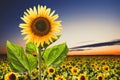 Beautiful sunflower in field under sunrise sky Royalty Free Stock Photo