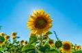 Beautiful sunflower in a field in Valensole Royalty Free Stock Photo