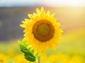 Beautiful sunflower in a field in Valensole, Provence Royalty Free Stock Photo