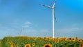 Beautiful sunflower field on a windy sunny day with spinning wind turbines generating electricity power