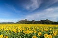 Beautiful sunflower fields with moutain background Royalty Free Stock Photo