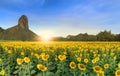 Beautiful sunflower fields with moutain background Royalty Free Stock Photo