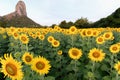 Beautiful sunflower fields with moutain background Royalty Free Stock Photo