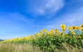 Beautiful sunflower fields with moutain background on blue sky Royalty Free Stock Photo