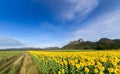 Beautiful sunflower fields with moutain background on blue sky Royalty Free Stock Photo