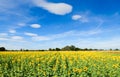 Beautiful sunflower fields with moutain Royalty Free Stock Photo