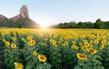 Beautiful sunflower fields with moutain background Royalty Free Stock Photo