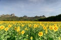 Beautiful sunflower fields with moutain background Royalty Free Stock Photo