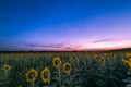 Beautiful sunflower fields on twilight time in evening Royalty Free Stock Photo