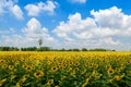 Beautiful sunflower flower blooming in sunflowers field with blue sky Royalty Free Stock Photo