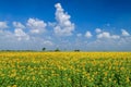 Beautiful sunflower flower blooming in sunflowers field with blue sky and white cloudy Royalty Free Stock Photo